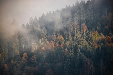 High-angle view of colorful trees on the mountain