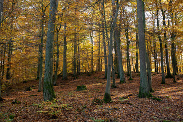Autumn forest