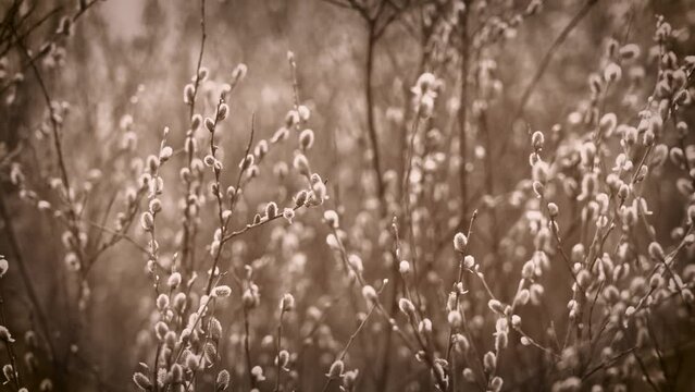 4k stock video of first spring blossom of many shrubs growing in countryside. Beautiful April landscape filtered in sepia colors and vignette effect. Abstract 4k video background