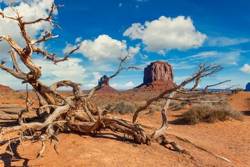 Desert terrain with a dead tree at the forefront, Monument Valley