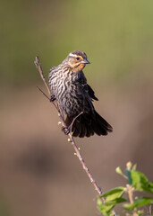 female red wing blackbird on reed