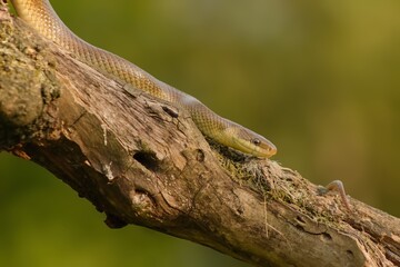 Fototapeta premium Aesculapian snake (Zamenis longissimus) climbing down the tree in search of prey