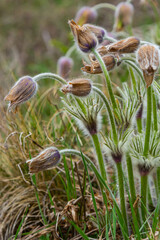 Pulsatilla slavica. Spring flower in the forest. A beautiful purple fluffy plant that blooms in early spring. Disappearing spring flowers