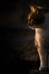 Cat animal in the evening rays of the sun