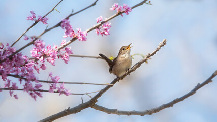 wren in blooming redbud tree