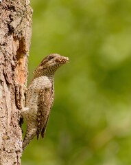 Eurasian wryneck (Jynx torquilla) with beakfull of larvae about to feed its nestlings