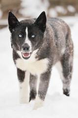 husky dog in snow with blue eyes