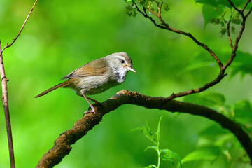 春の公園や雑木林で美しい声で囀る身近な野鳥ウグイス
