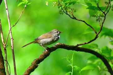 春の公園や雑木林で美しい声で囀る身近な野鳥ウグイス