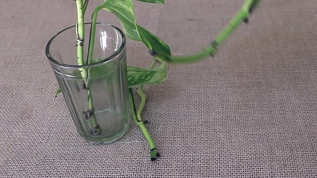 The Art of Propagation: A Captivating Look at Scindapsus Cuttings in a Glass