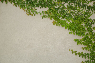 Creeping plant growth on the white wall background with copy space