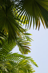 Fototapeta na wymiar Tall palm trees with clear blue sky in background