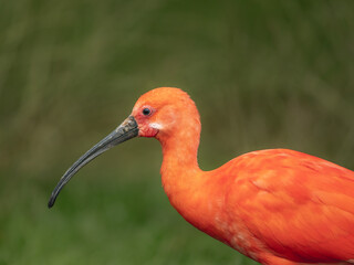 Ibis rouge