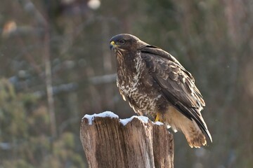 Common buzzard (Buteo buteo) sitting on a snow-covered  tree stump on a cold winter morning