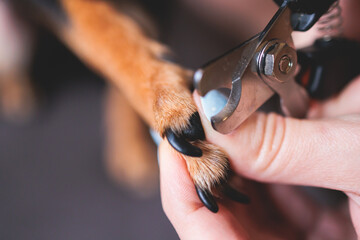 Veterinarian specialist holding small dog, process of cutting dog claw nails of a small breed dog...