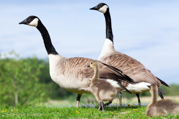 Canada goose family walking on the grass. Branta canadensis.