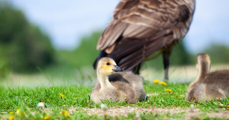 Canada goose gosling resting on the grass. Branta canadensis.
