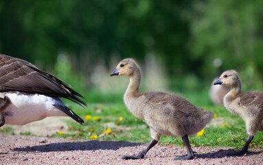 Canada goose goslings walking. Branta canadensis.