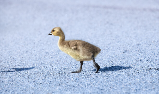 Canada Goose Gosling bilder – Bla gjennom 11,630 arkivbilder, vektorer og  videoer | Adobe Stock