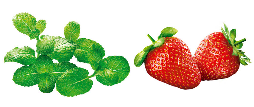 composi&ccedil;&atilde;o com morango maduro velho acompanhado de folhas de hortel&atilde; frescas em fundo transparente 
