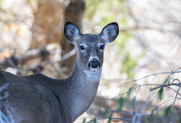 Female white-tailed deer up close in spring in Canada