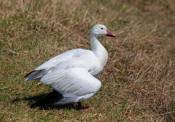 Naklejka na ściany i meble A lone snow goose with injured wing miles from the flock standing by the water in spring