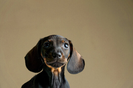 dachshund puppy portrait