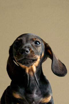 dachshund puppy portrait
