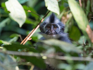 Portrait of Thomas Leaf Monkey sorrounded by leaves in the jungle in Gunung Leuser Nationalpark, Bukit Lawang, Sumatra, Indonesia