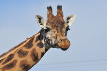 Giraffe animals in Fota wild park Cork Ireland