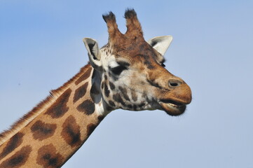 Giraffe animals in Fota wild park Cork Ireland