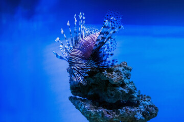 A beautiful predatory Pterois volitans swims in search of food in blue water. Red lionfish - one of...