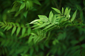 Sorbaria sorbifolia, the leaves of shrub. Green background, the plant in the nature with copy space. High quality photo