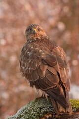 Close-up portrait of common buzzard (Buteo buteo) waiting for prey