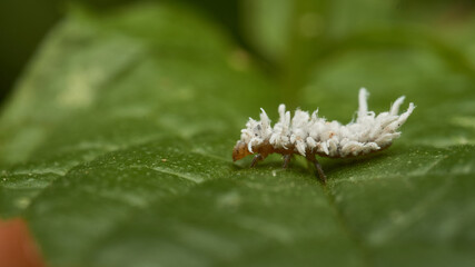 Details of a white bug (Scymninae) with its silk camouflage.