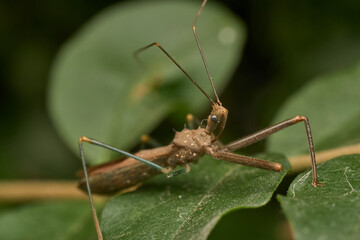 Details of a brown insect on a green leaf.