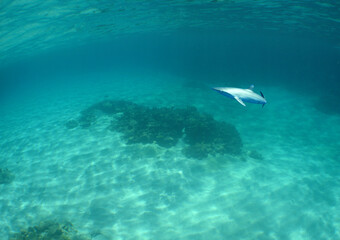 Fototapeta na wymiar a small juvenile shark in the crystal clear waters of the caribbean sea