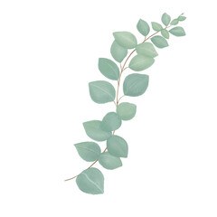 Watercolor eucalyptus illustration. Hand drawing branches of green eucalyptus, isolated PNG on transparent background. Beautiful floral arrangement.