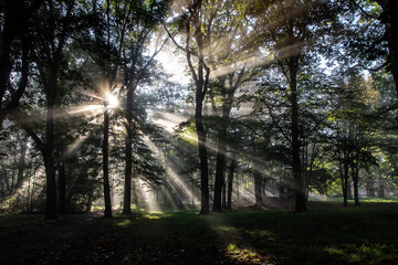 Sonnenstrahlen durchdringen morgendlichen Nebel im Park