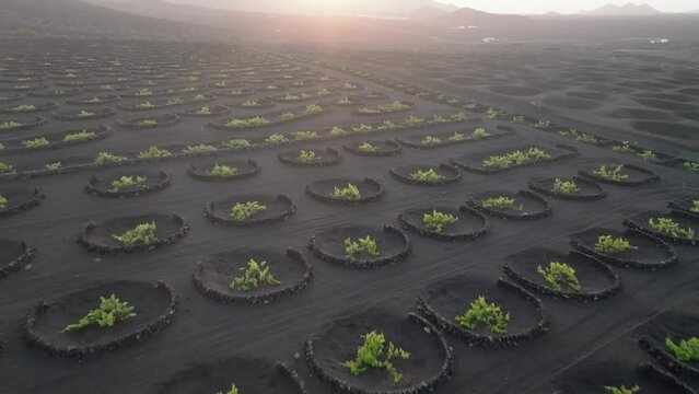 Vi&ntilde;edos de la Geria en Lanzarote a vista de drone