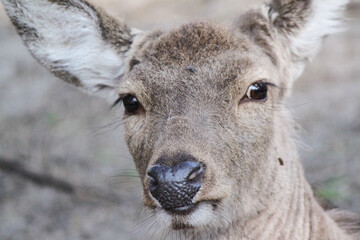 Fototapeta premium Tiere
