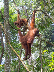 Two Orangutangs in the trees of Gunung Leuser Nationalpark, Sumatra, Indonesia