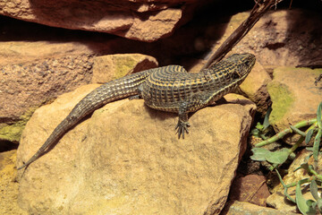 reptil