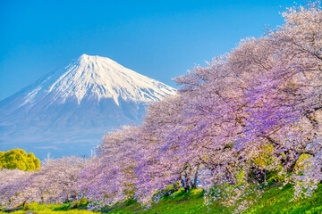 富士山と満開の桜 龍巌淵 © oka
