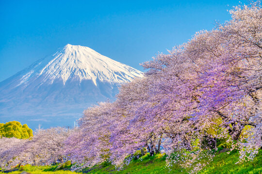 龍厳淵の桜」の写真素材 | 276件の無料イラスト画像 | Adobe Stock