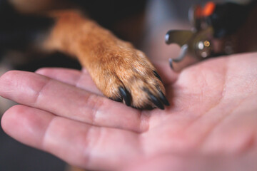 Veterinarian specialist holding small dog, process of cutting dog claw nails of a small breed dog with a nail clipper tool, close up view of dog's paw, trimming pet dog nails manicure at home