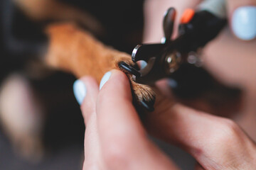 Fototapeta premium Veterinarian specialist holding small dog, process of cutting dog claw nails of a small breed dog with a nail clipper tool, close up view of dog's paw, trimming pet dog nails manicure at home