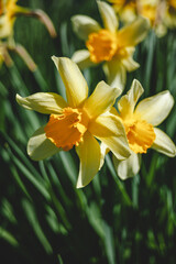 Blooming daffodils close-up fresh flowers spring garden greenery