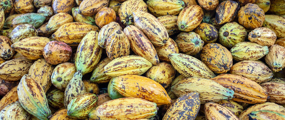 Yellow ripe Cacao pods cocoa fruit organic chocolate farm, cocoa pods background
