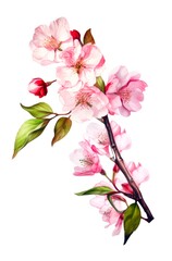 Watercolor illustration of beautiful sakura flowers isolated on white background. Generative AI.